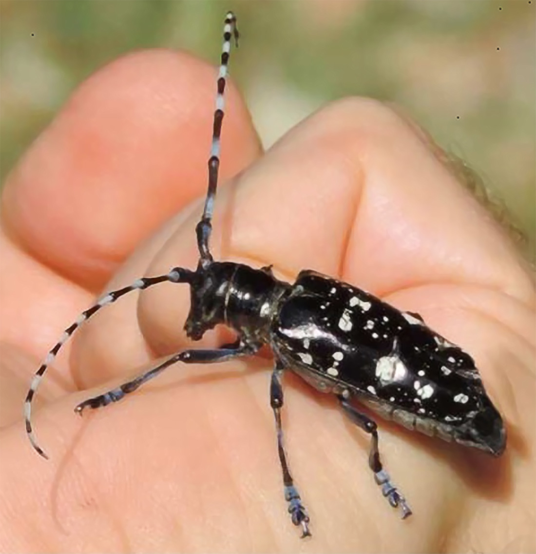 Immagine che raffigura MISURE FITOSANITARIE PER CONTRASTARE LA DIFFUSIONE DEL TARLO ASIATICO